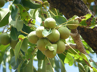 shea fruits on shea tree